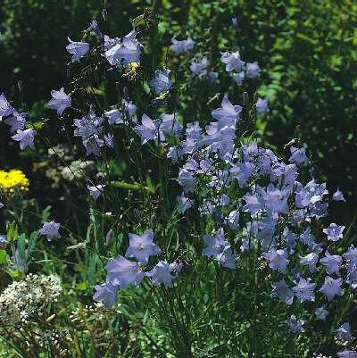 campanula rotundifolia