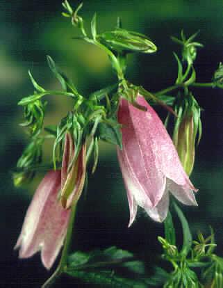 campanula takesima