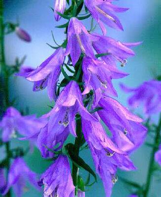 campanula tracheli