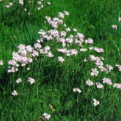 cardamine pratensi