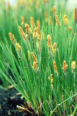 carex acutiformis