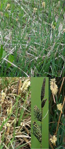 carex panicea