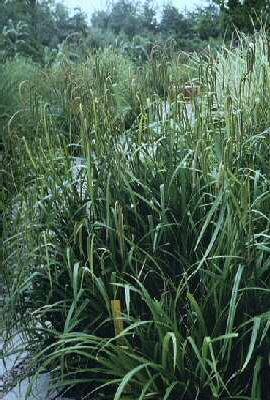 carex pendula