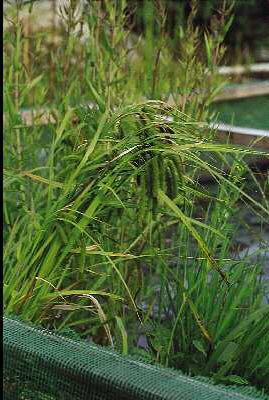 carex pseudocyperu