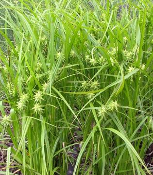 carex-grayi5