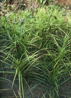carex-muskingumens
