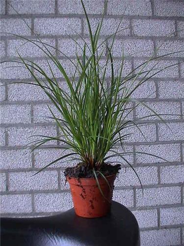 carexbrunnea2
