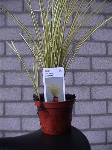 carexbrunneajennek