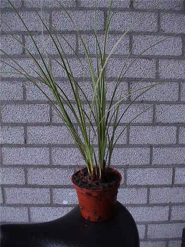 carexbrunneavarieg