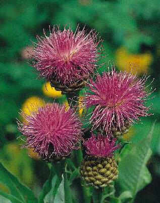 centaurea daelbata
