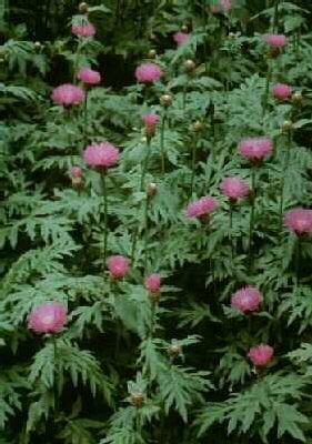 centaurea dealbata