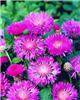 centaurea hypoleuc