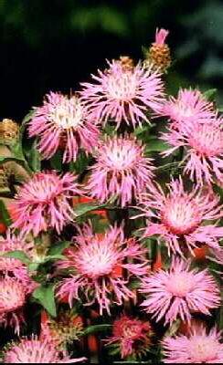 centaurea jacea