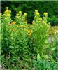 centaurea macrocep