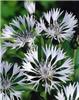 centaurea montana 