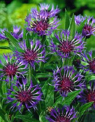 centaurea montana 