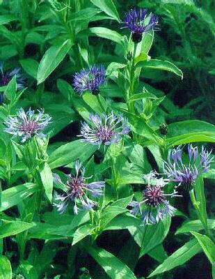 centaurea montana 