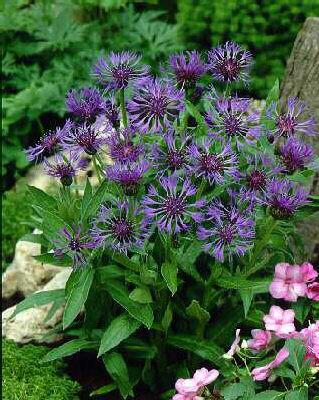centaurea montana