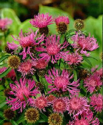 centaurea phygia