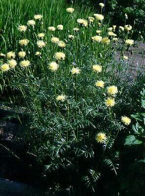 centaurea ruthenic