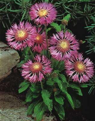 centaurea scabiosa