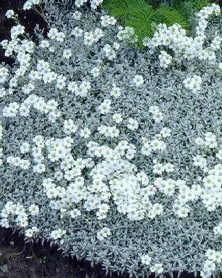 cerastium tomentos