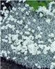 cerastium tomentos