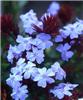 ceratostigma griff