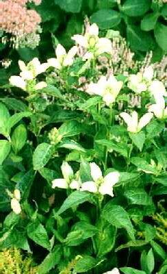 chelone obliqua al