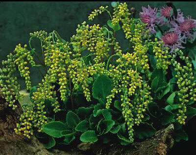 chiastophyllum opp