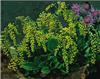 chiastophyllum opp