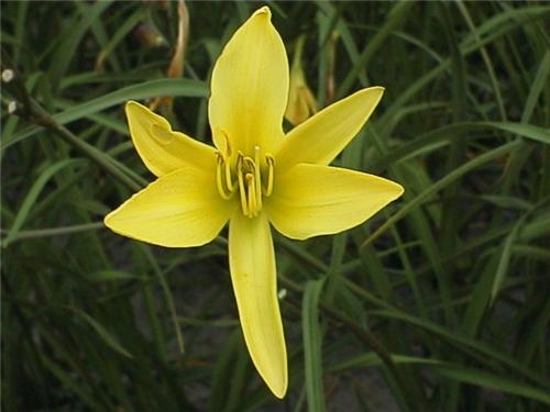 citrina