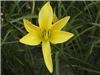 citrina