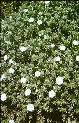 convolvulus cneoru