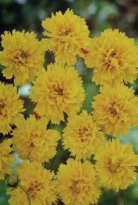 coreopsis grandifl