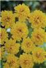 coreopsis grandifl