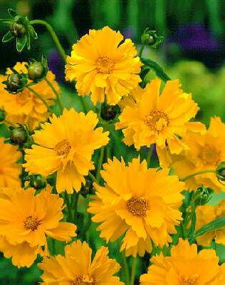 coreopsis lanceola