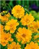 coreopsis lanceola