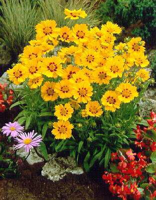 coreopsis lanceola