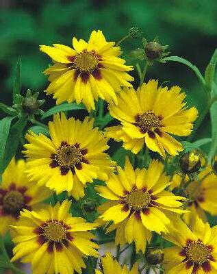 coreopsis lanceola
