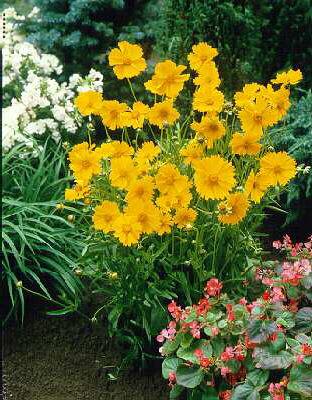 coreopsis lanceolata