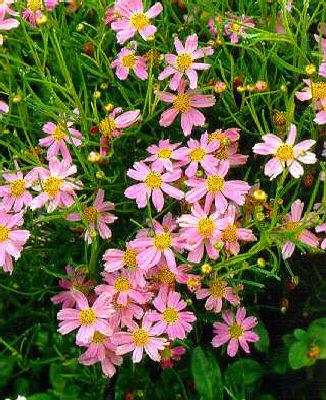 coreopsis rosea am