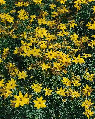 coreopsis verticil