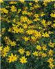 coreopsis verticil