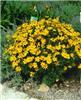 coreopsis verticil