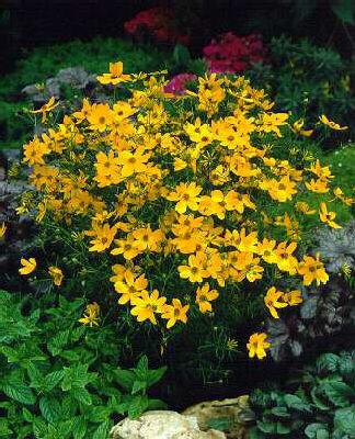 coreopsis verticil
