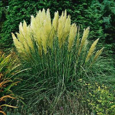 cortaderia selloan