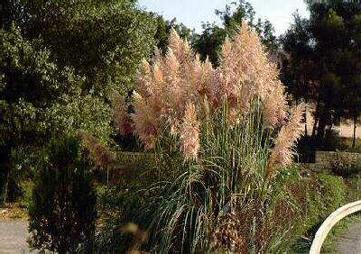 cortaderia selloan