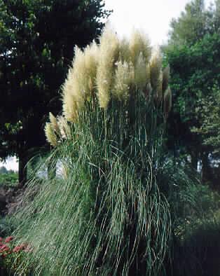 cortaderia selloan