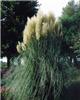 cortaderia selloan